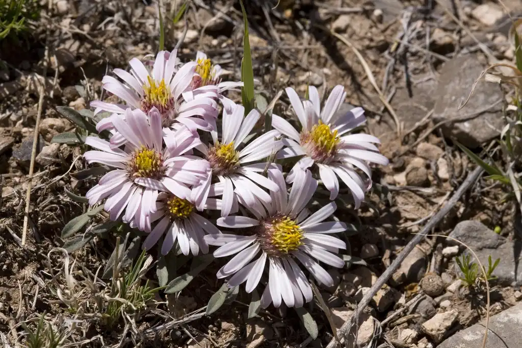 Фото Townsendia exscapa (Townsendia exscapas)