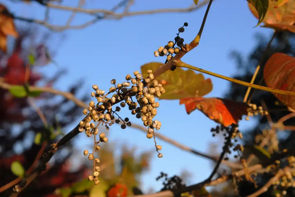 Foto de Toxicodendron radicans (Toxicodendron radicanss)