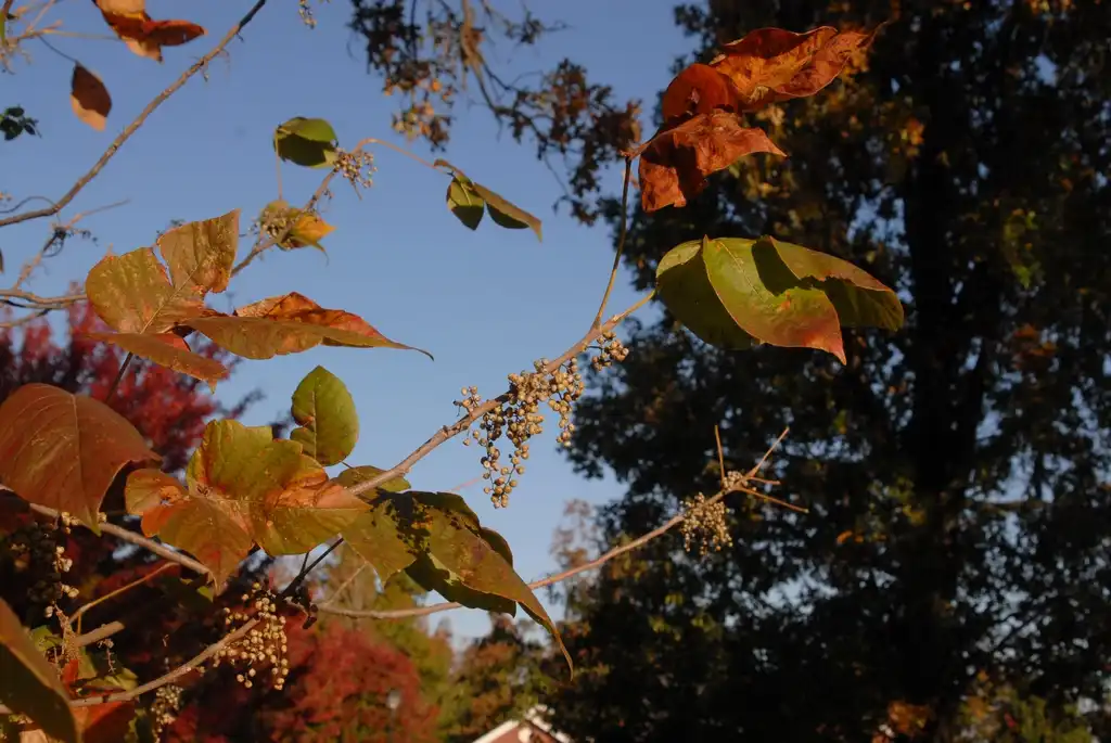 Foto de Toxicodendron radicans (Toxicodendron radicanss)