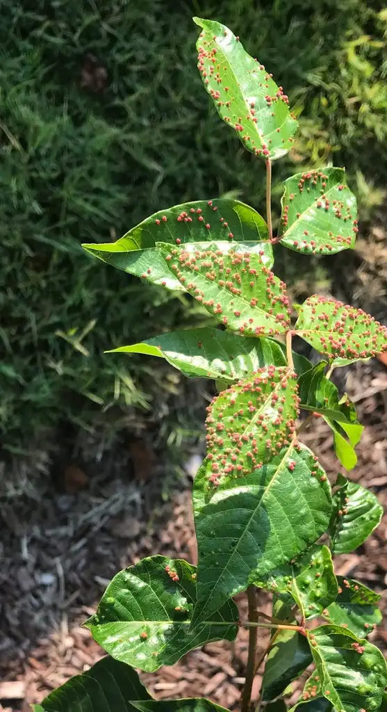 Foto de Toxicodendron radicans - Leaf Gall Mite (Wilson County,NC):Cynthia Lauderdale