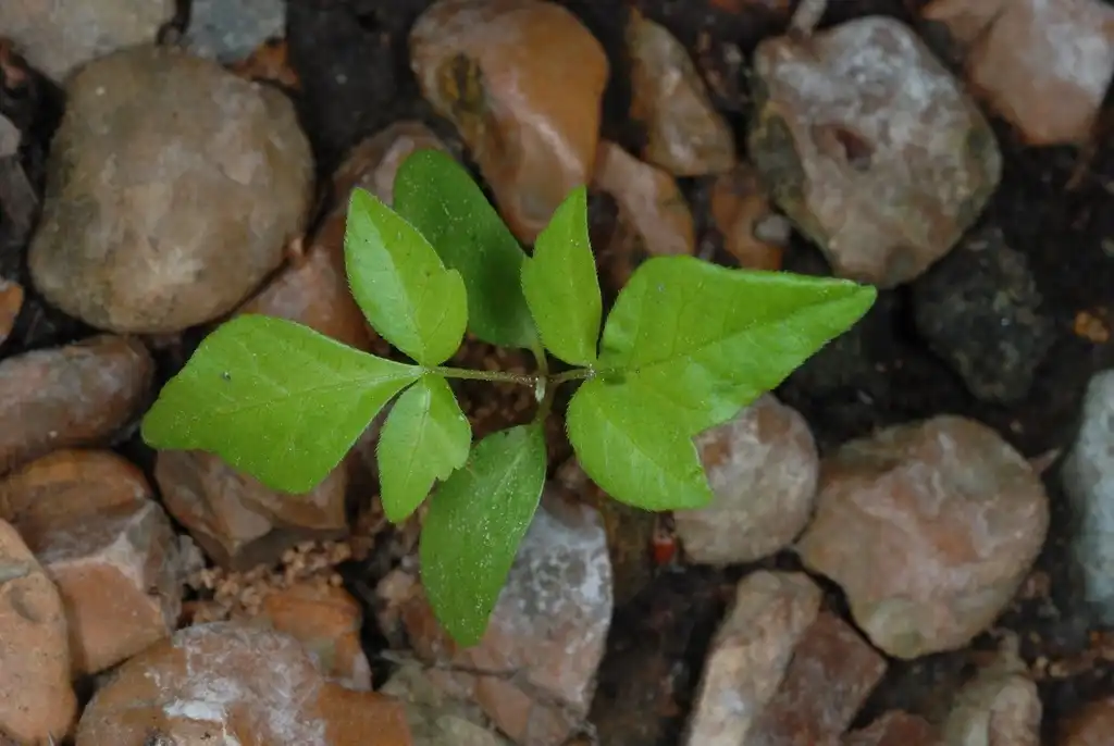Foto de Toxicodendron radicans - (Chapel Hill, NC)-Mid Spring:Douglas Goldman, USDA