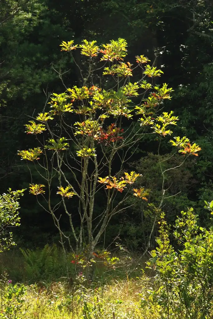 Foto de Toxicodendron vernix (Toxicodendron vernixs)