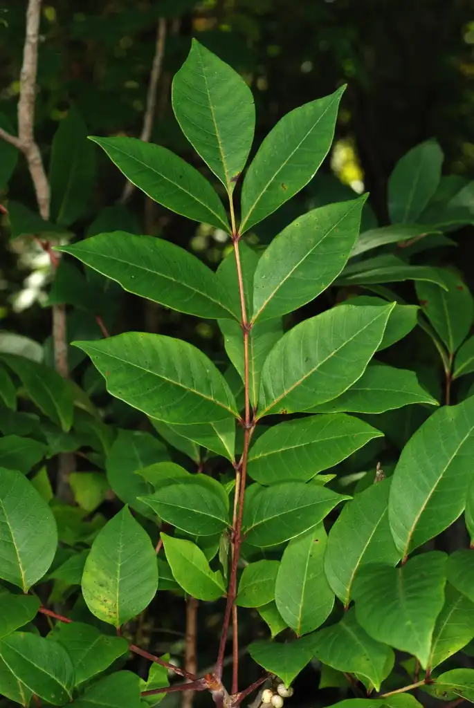 Foto de Toxicodendron vernix (Toxicodendron vernixs)