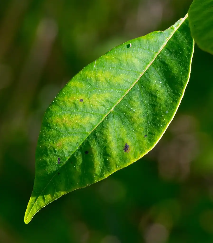 Foto de Toxicodendron vernix - Leaf closeup:Joshua Mayer