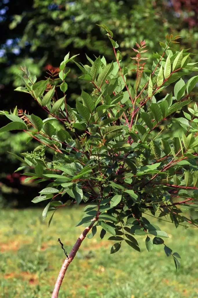 Foto de Toxicodendron vernix - Leaves:James H. Miller & Ted Bodner