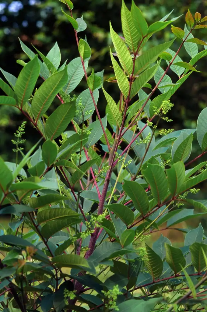 Foto de Toxicodendron vernix - Leaves close-up:James H. Miller & Ted Bodner