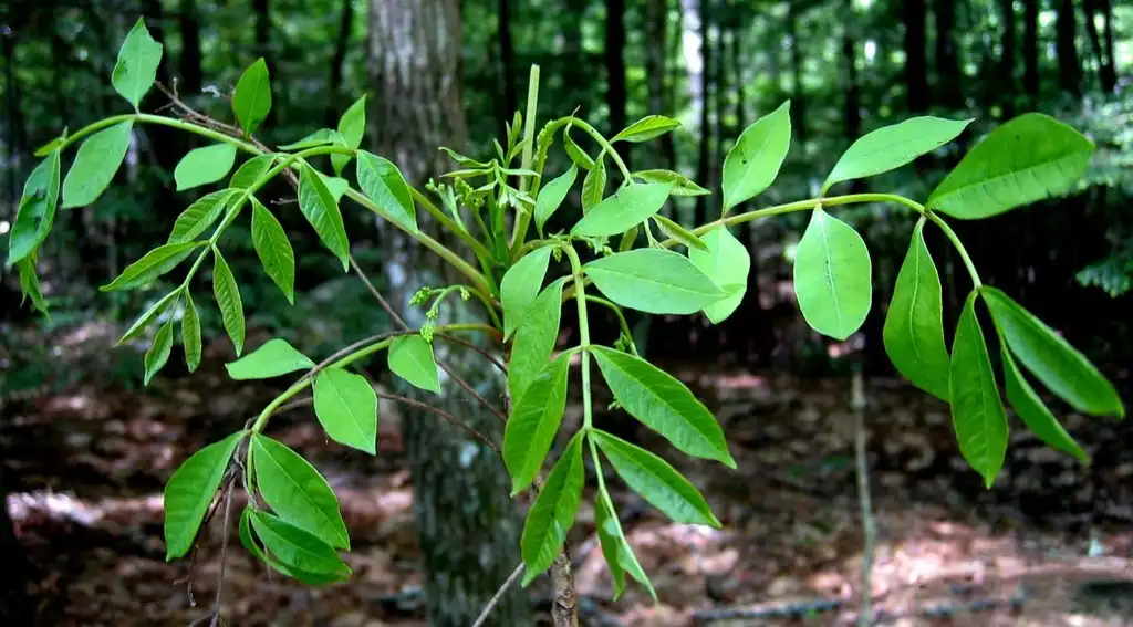 Foto de Toxicodendron vernix - Leaf spread:Keith Kanoti