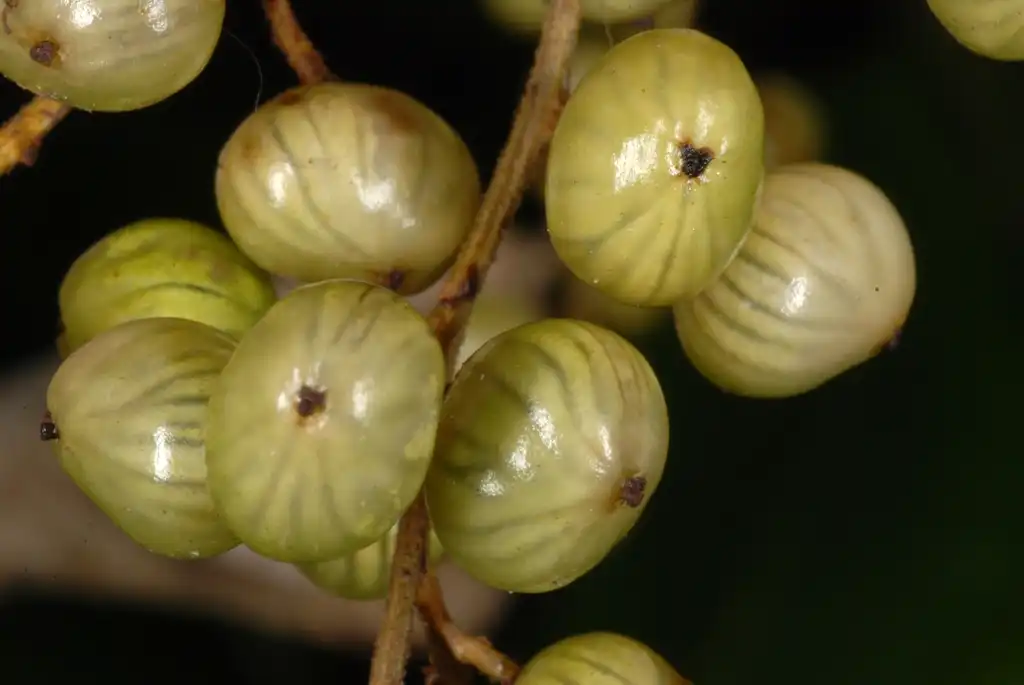 Foto de Toxicodendron vernix - Fruit close-up (Alleghany County, NC)-Late Summer:Douglas Goldman, USDA