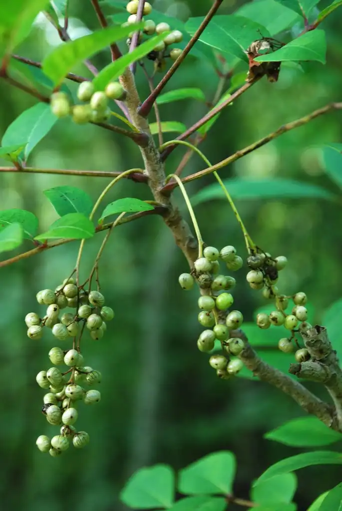 Foto de Toxicodendron vernix - Fruit clusters (Alleghany County, NC)-Late Summer:Douglas Goldman, USDA
