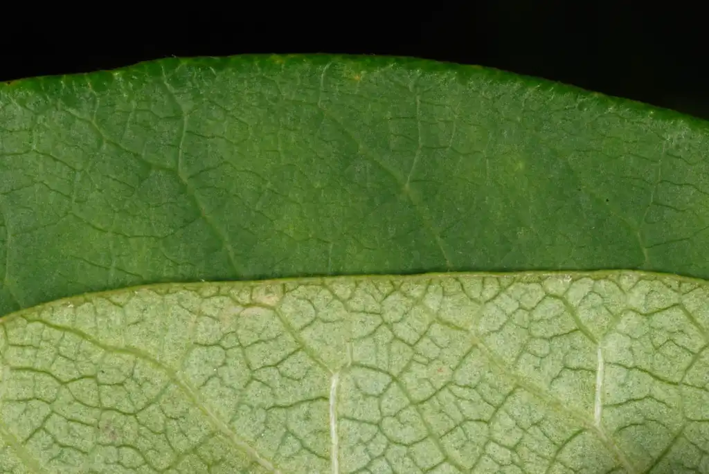 Foto de Toxicodendron vernix - Front and back of leaf (Alleghany County, NC)-Late Summer:Douglas Goldman, USDA