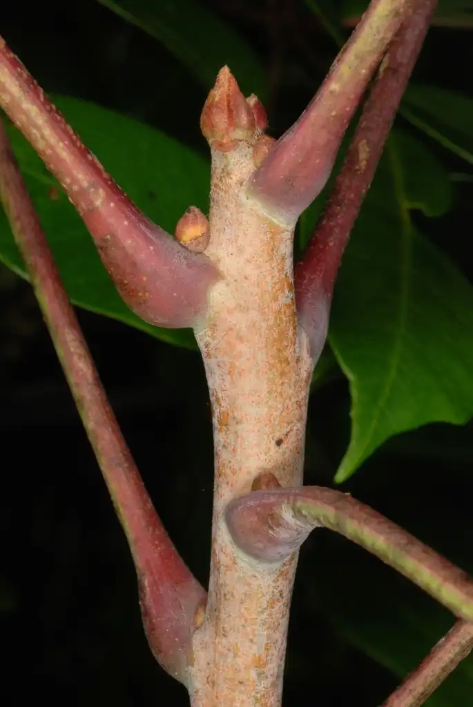 Foto de Toxicodendron vernix - Stem with buds (Alleghany County, NC)-Late Summer:Douglas Goldman, USDA
