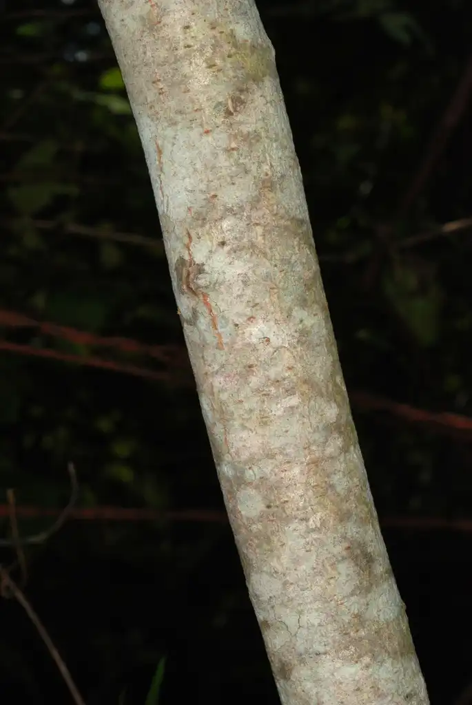 Foto de Toxicodendron vernix - Branch bark (Alleghany County, NC)-Late Summer:Douglas Goldman, USDA