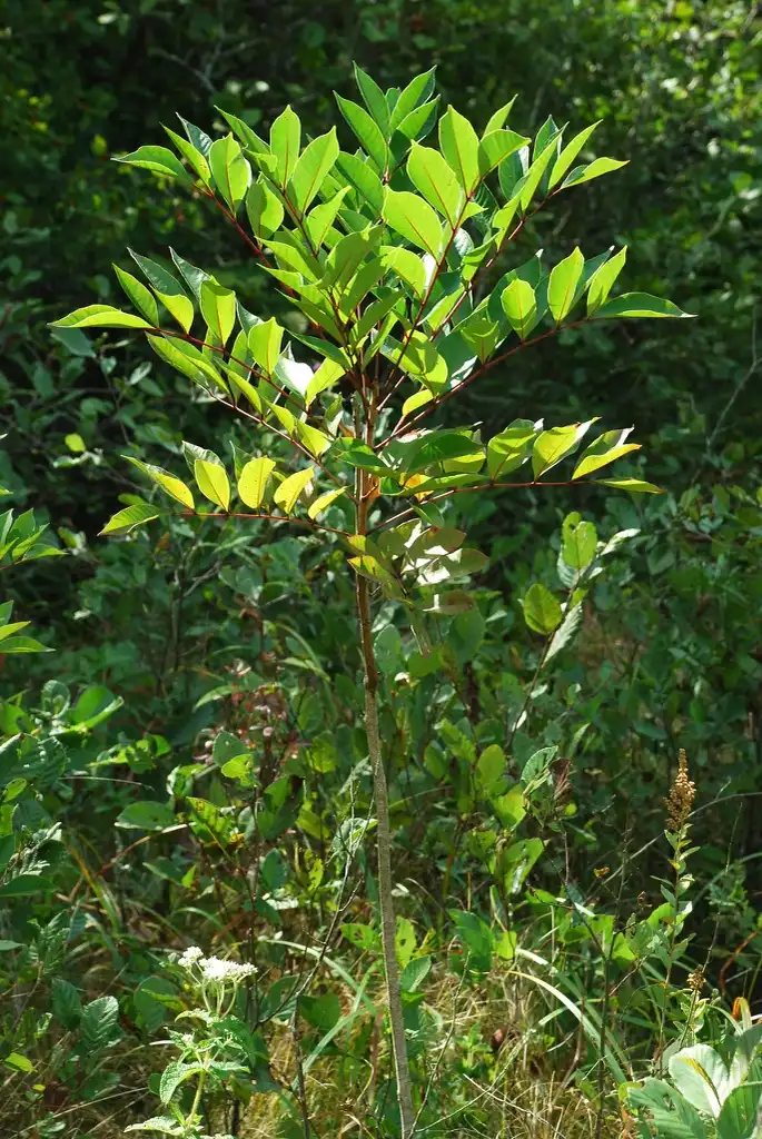 Foto de Toxicodendron vernix - Branch with leaves (Alleghany County, NC)-Late Summer:Douglas Goldman, USDA