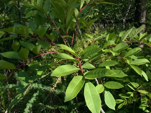 Foto de Toxicodendron vernix - Form:Jennifer Jordon