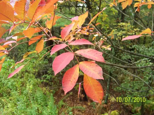 Foto de Toxicodendron vernix - Fall color:John Barber