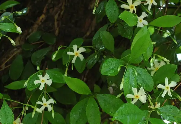 Photo of Trachelospermum asiaticum (Trachelospermum asiaticums)
