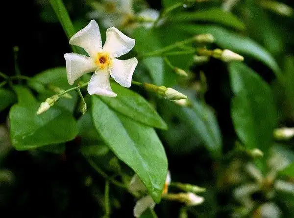 Photo of Trachelospermum asiaticum (Trachelospermum asiaticums)