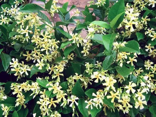 Photo of Trachelospermum asiaticum - growth habit:Oddharmonic