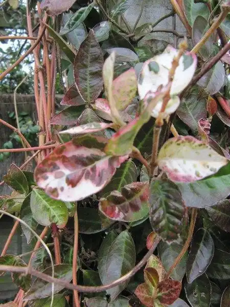 Photo of Trachelospermum asiaticum - T. asiaticum 'Goshiki':Leonora (Ellie) Enking