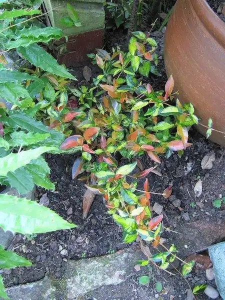 Photo of Trachelospermum asiaticum - T. asiaticum 'Summer Sunset':Leonora (Ellie) Enking