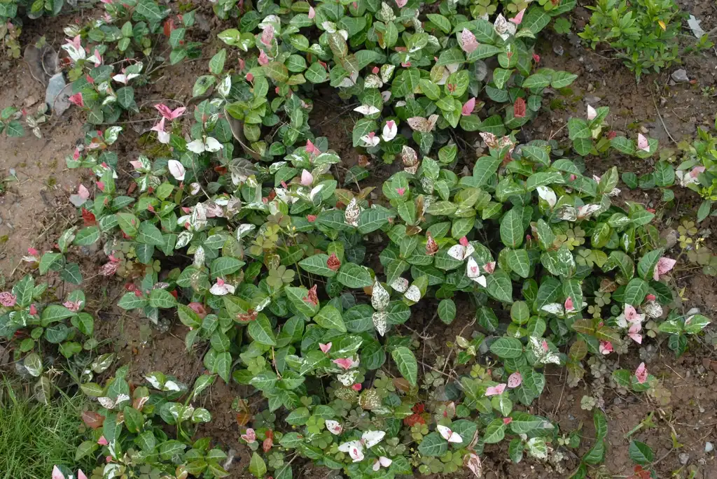 Photo of Trachelospermum asiaticum - 'Variegatum' Flower and Leaf:Jim Robbins