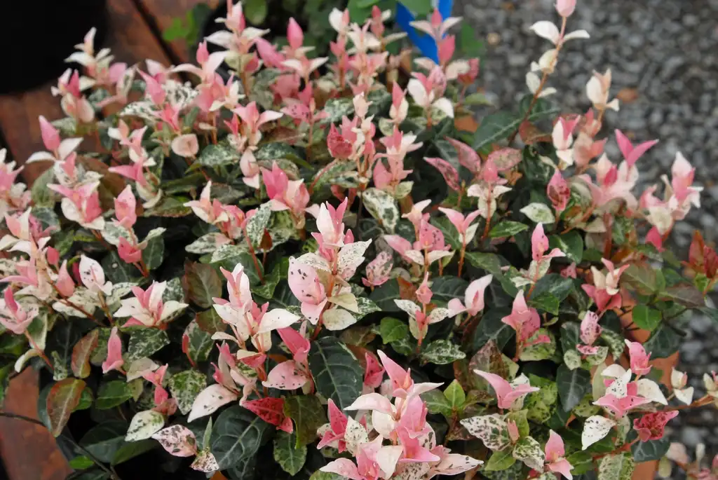 Photo of Trachelospermum asiaticum - 'Snow and Summer' Leaf:Jim Robbins