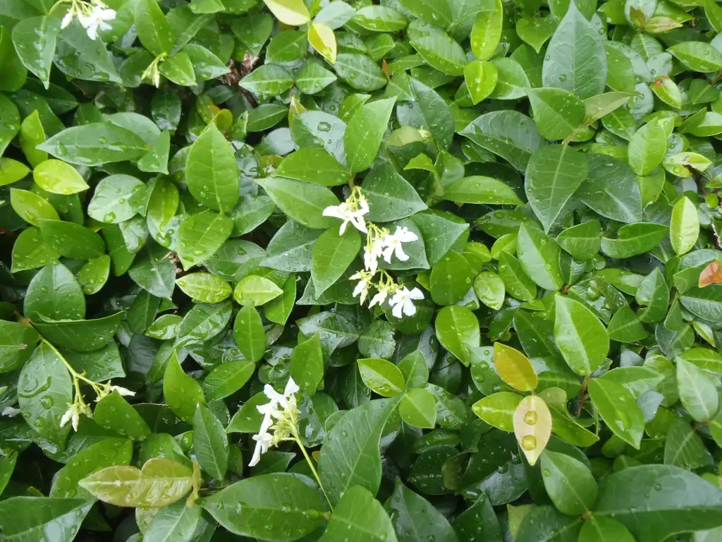 Photo of Trachelospermum asiaticum - Flower and Leaves:Jim Robbins