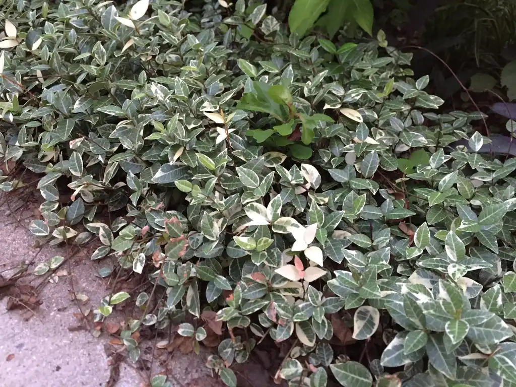 Photo of Trachelospermum asiaticum - 'Variegatum' Form:Jim Robbins