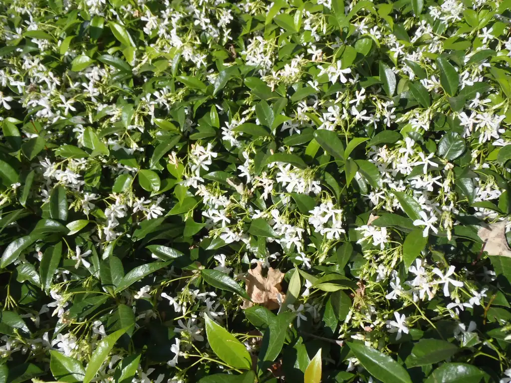 Photo of Trachelospermum jasminoides (Trachelospermum jasminoidess)