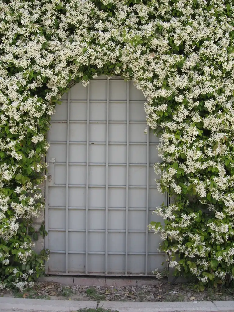 Photo of Trachelospermum jasminoides (Trachelospermum jasminoidess)