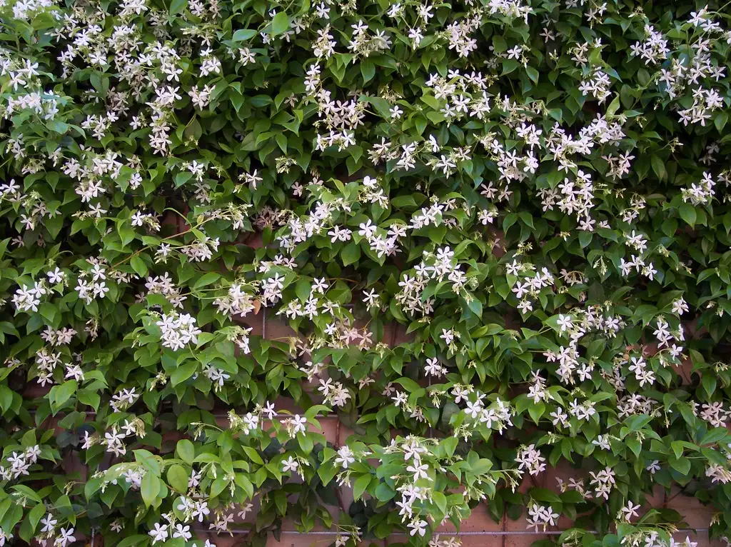 Photo of Trachelospermum jasminoides - Pink Flower:A. Barra