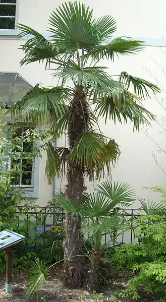 Foto de Trachycarpus fortunei (Trachycarpus fortuneis)