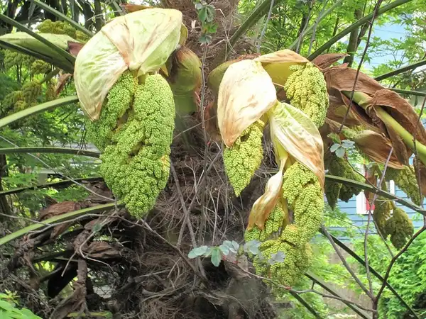 Foto de Trachycarpus fortunei (Trachycarpus fortuneis)