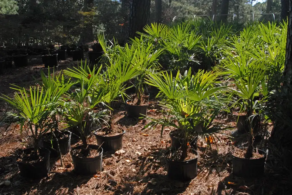 Foto de Trachycarpus fortunei - Plantation:Jim Robbins