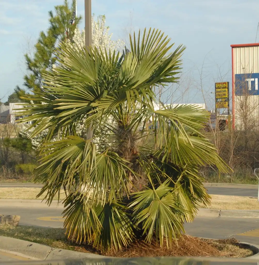 Foto de Trachycarpus fortunei - Full Form:Jim Robbins