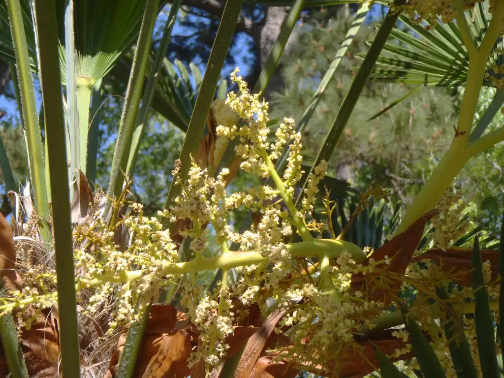 Foto de Trachycarpus fortunei - Flowers:Jim Robbins