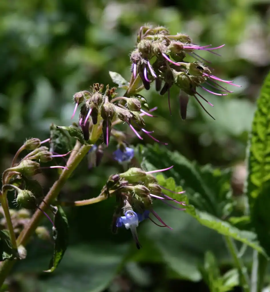 Photo of Trachystemon orientalis (Trachystemon orientaliss)