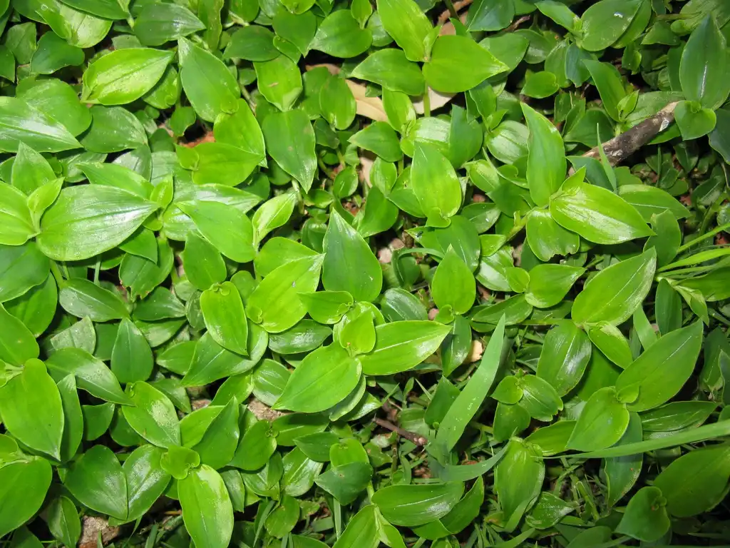 Photo of Tradescantia fluminensis (Tradescantia fluminensiss)