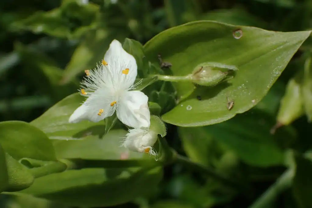 Photo of Tradescantia fluminensis - Flower detail:Krzysztof Ziarnek, Kenraiz