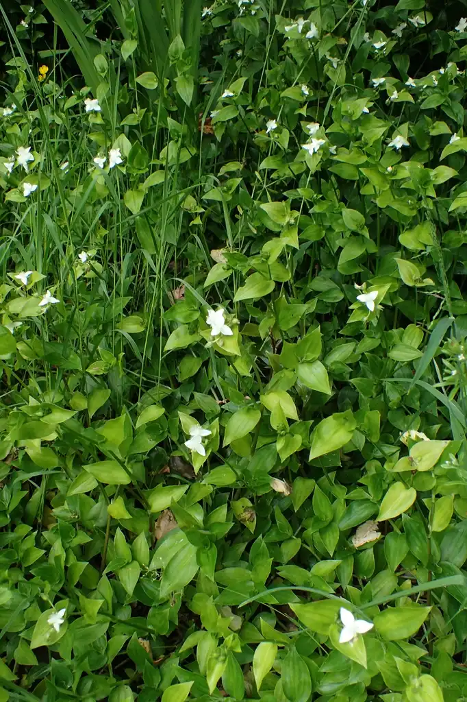 Photo of Tradescantia fluminensis - Full form:Krzysztof Ziarnek, Kenraiz