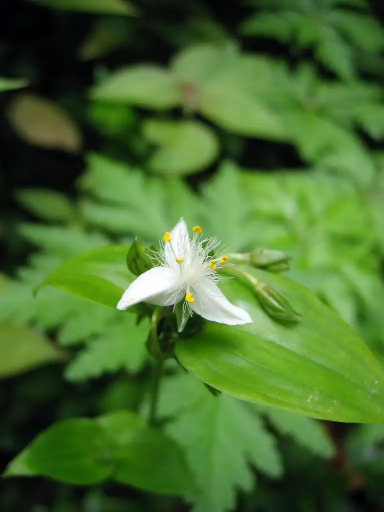 Photo of Tradescantia fluminensis - Flower and leaves:Tigerente