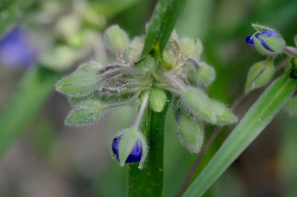 Foto de Tradescantia hirsuticaulis (Tradescantia hirsuticauliss)