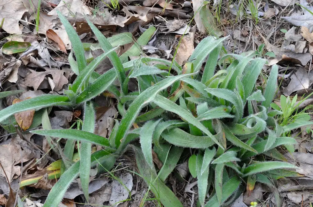 Foto de Tradescantia hirsuticaulis (Tradescantia hirsuticauliss)