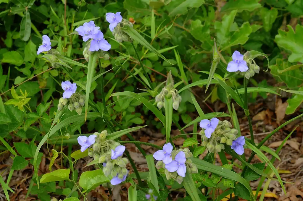 Foto de Tradescantia hirsuticaulis - Form:sonnia hill