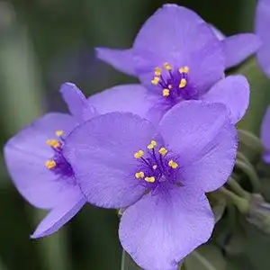 Foto de Tradescantia ohiensis (Tradescantia ohiensiss)