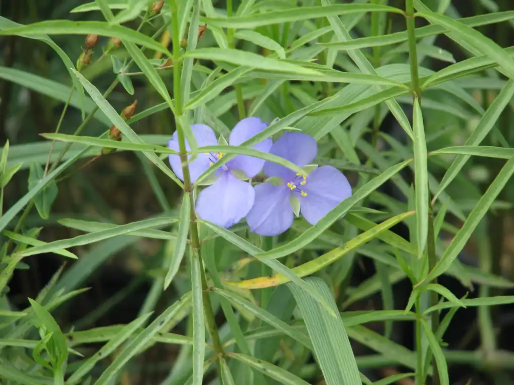 Foto de Tradescantia ohiensis (Tradescantia ohiensiss)