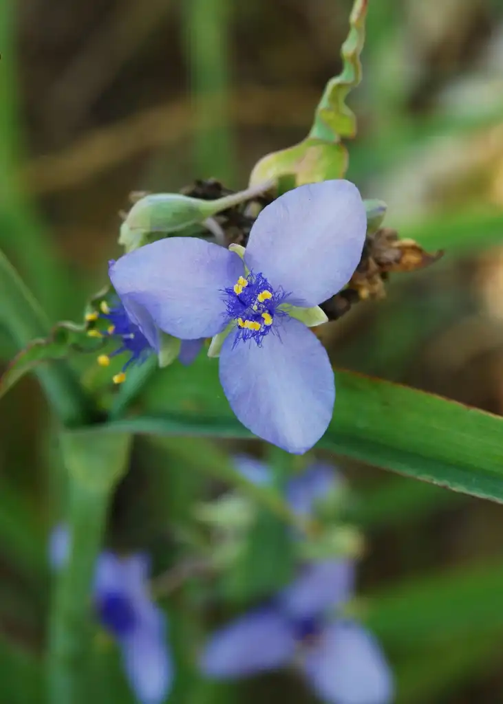 Foto de Tradescantia ohiensis - Flower petals:Geoff Gallice