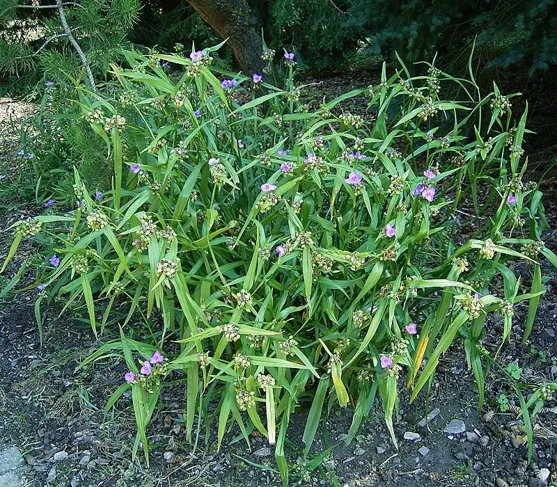 Foto de Tradescantia ohiensis - Full Form:Tradescantia ohiensis
