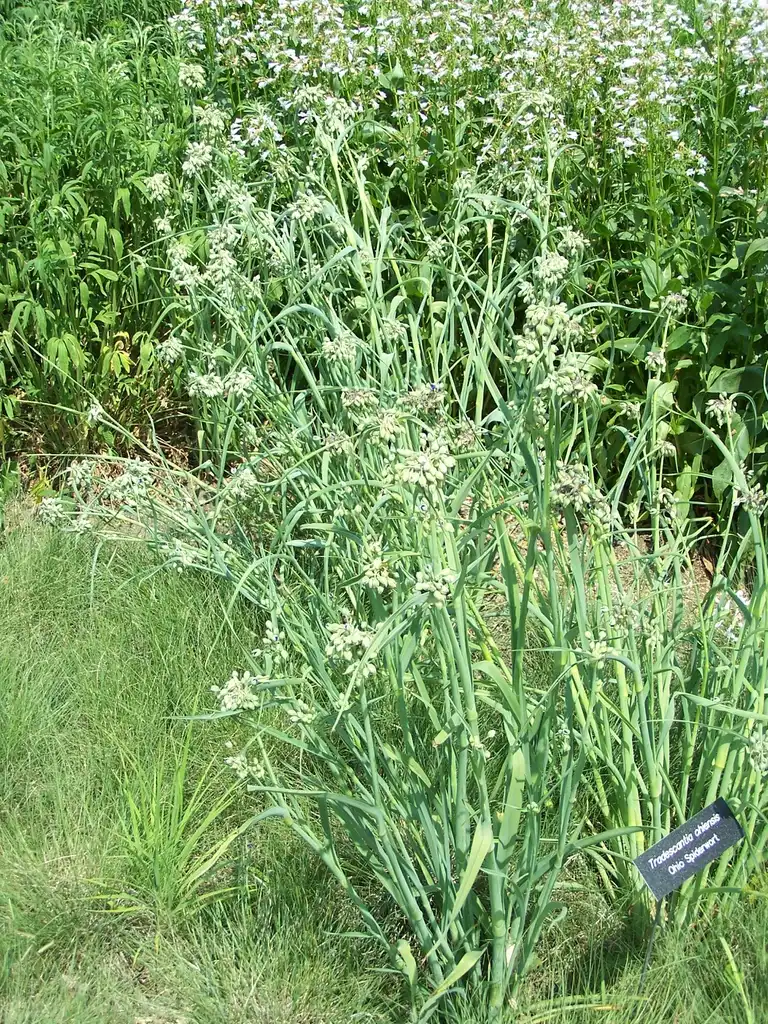 Foto de Tradescantia ohiensis - Growth habit:SEWilco