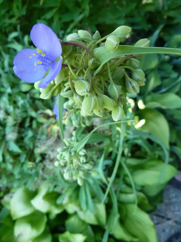 Foto de Tradescantia ohiensis - Flower and Leaves:2James Steakley